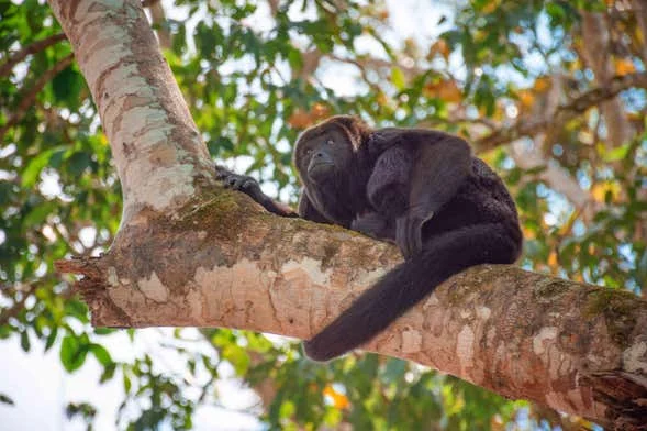 Lacandon Jungle trek